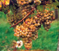 Weinreben bei Lieser