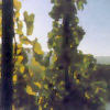 Weinberg bei Lieser
