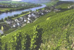 Wein u Ferienort Lieser an der Mittelmosel